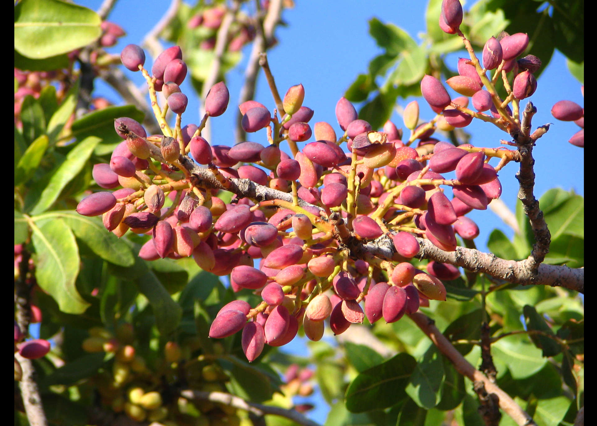 WHAT IS PISTACHIO?